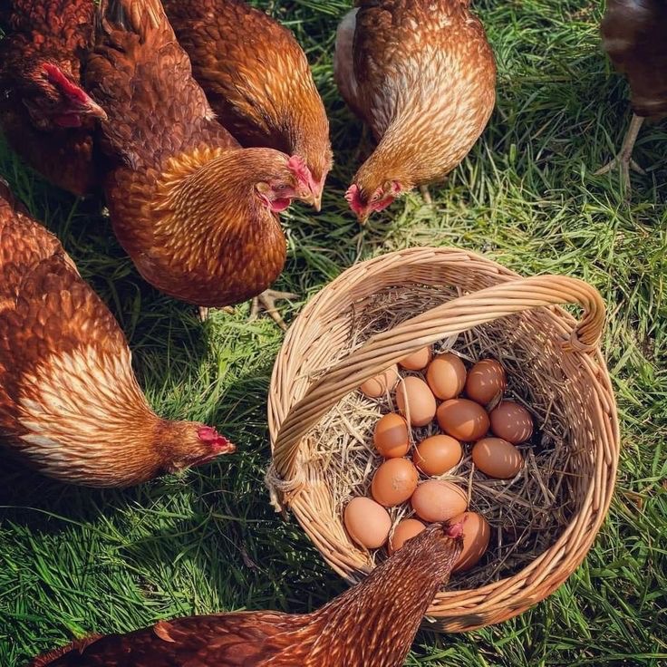 Hens gathered around a basket of freshly collected eggs
